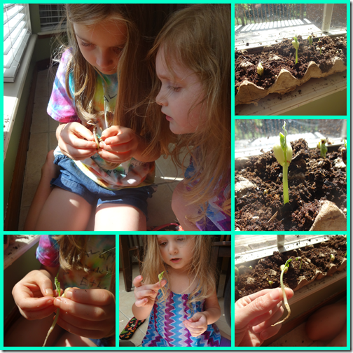 planting1