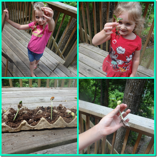 planting2